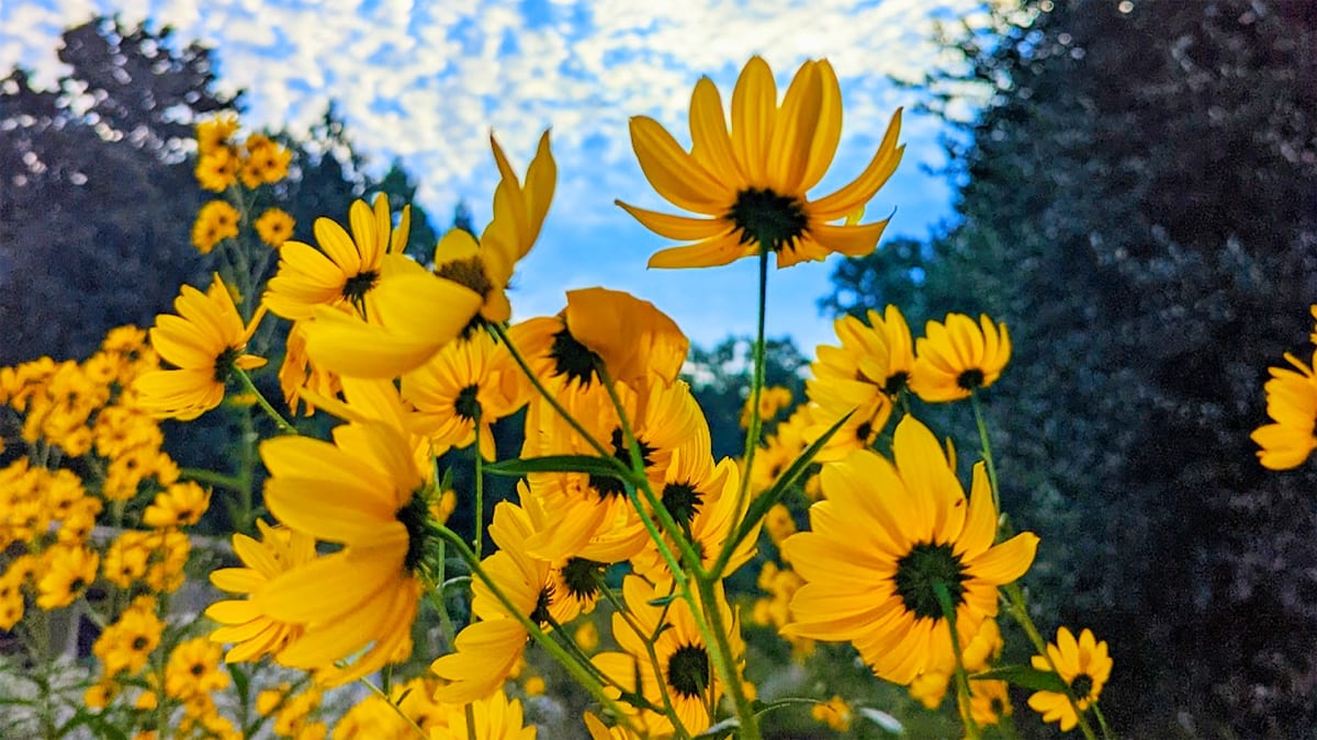 A Blooming Good Time!