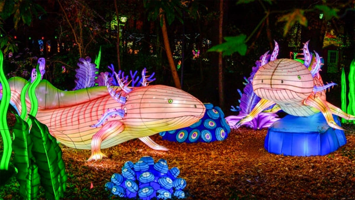 Zoo Nights Never Looked So Bright!