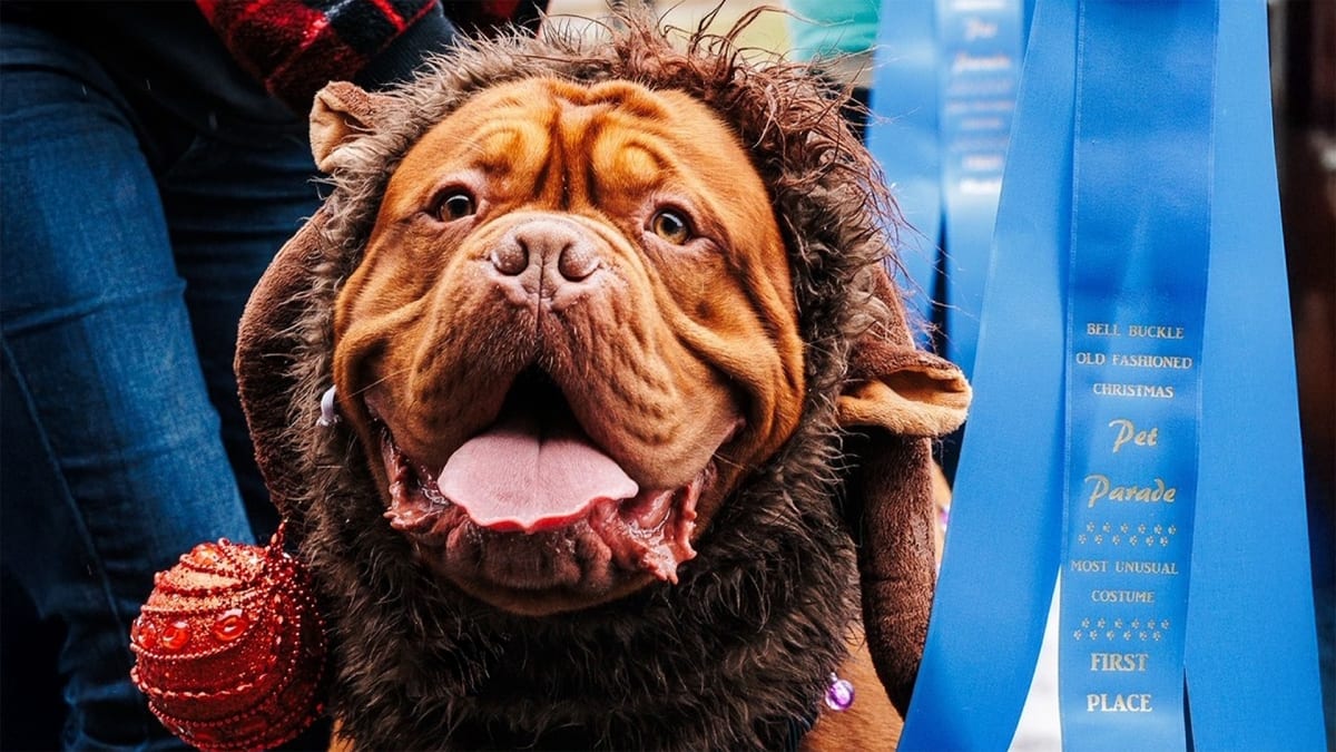 Buckle Up for Holiday Magic! - Best of Tennessee Website Blog Articles ...