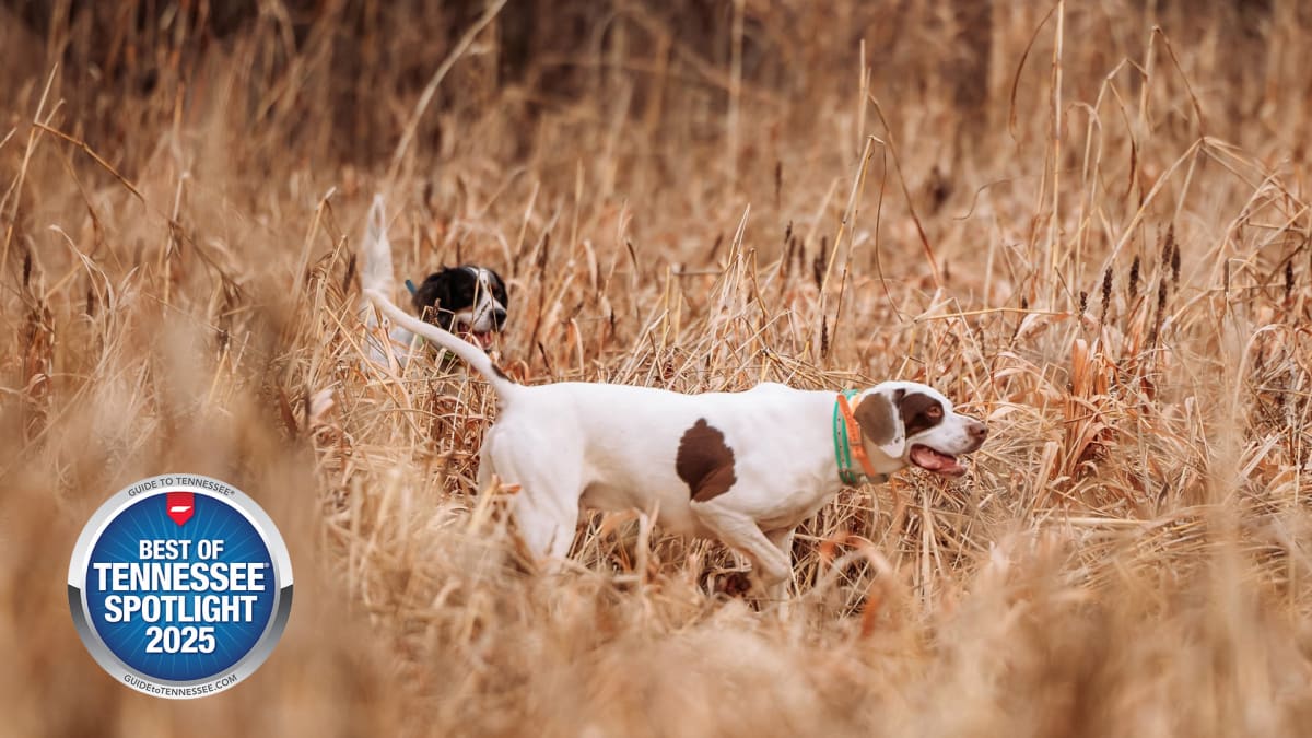 Great Dogs, Great Fields, One Bird at a Time