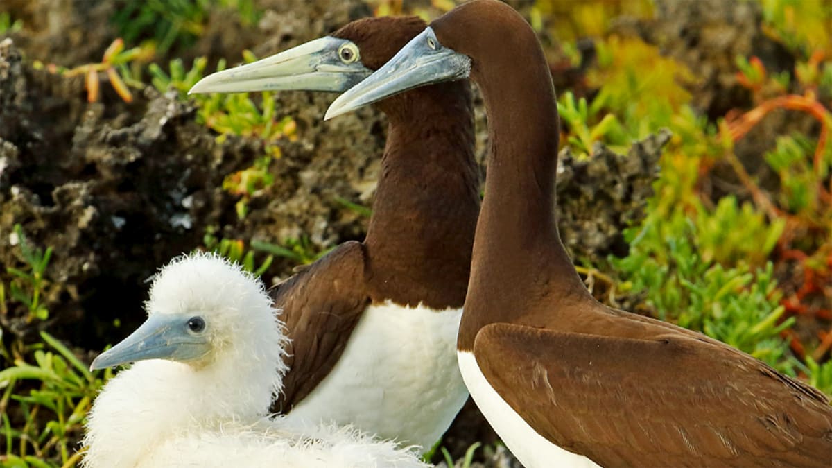 Flock to Charleston!