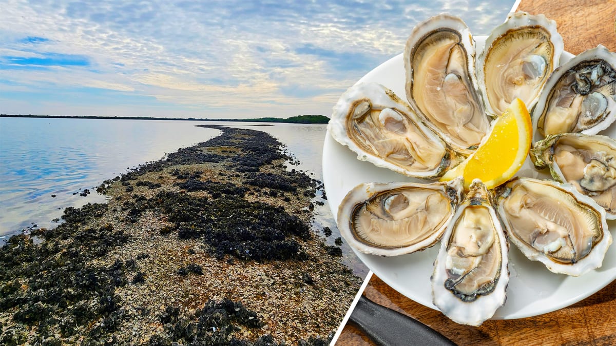 The World Is Your Oyster…Again!
