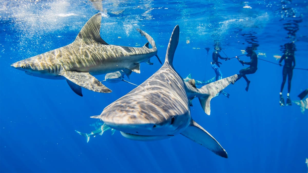 Get Hooked on Shark Season!