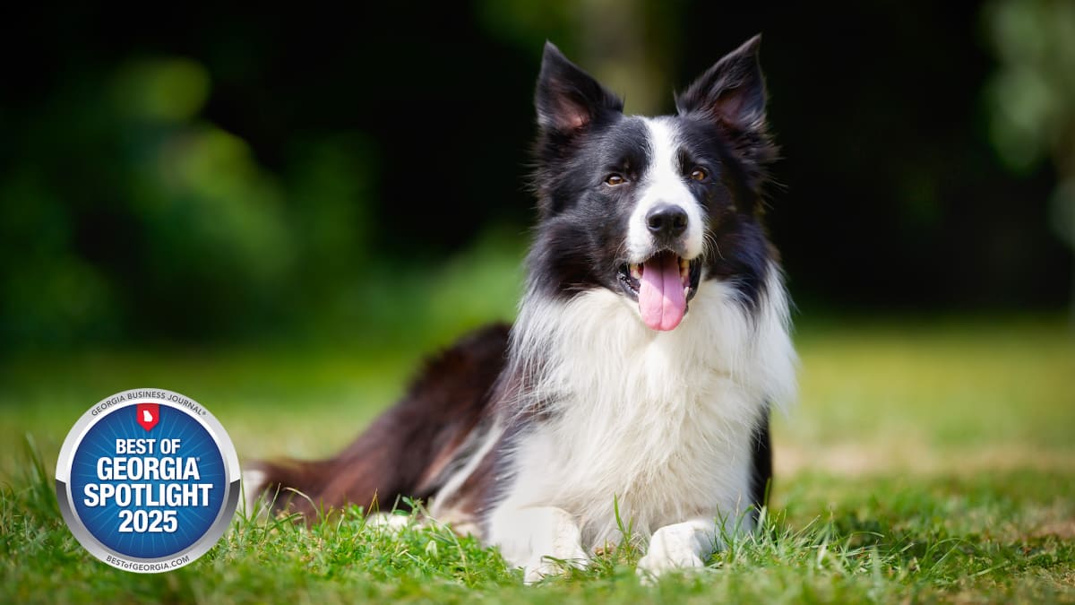 Dog Training That Works in the Real World, Not Just the Backyard