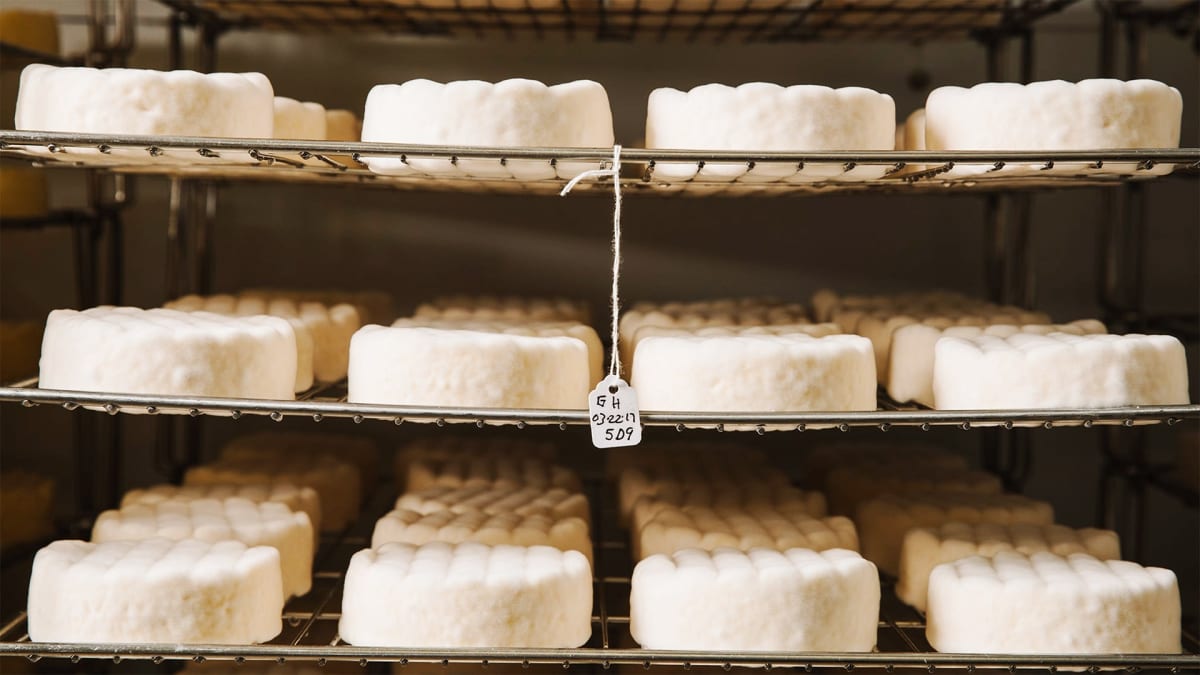 Udderly Delicious: Dairy Done Right!