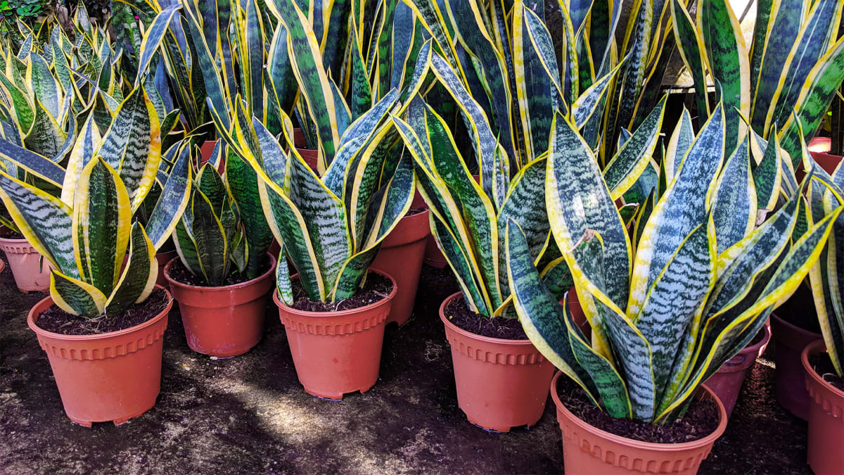 Plant People, This One’s for You