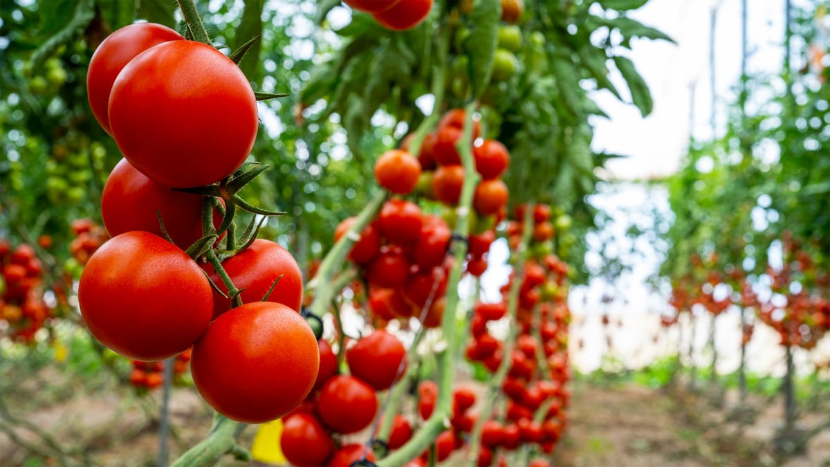 Planting Profits: Agriculture Takes Root!