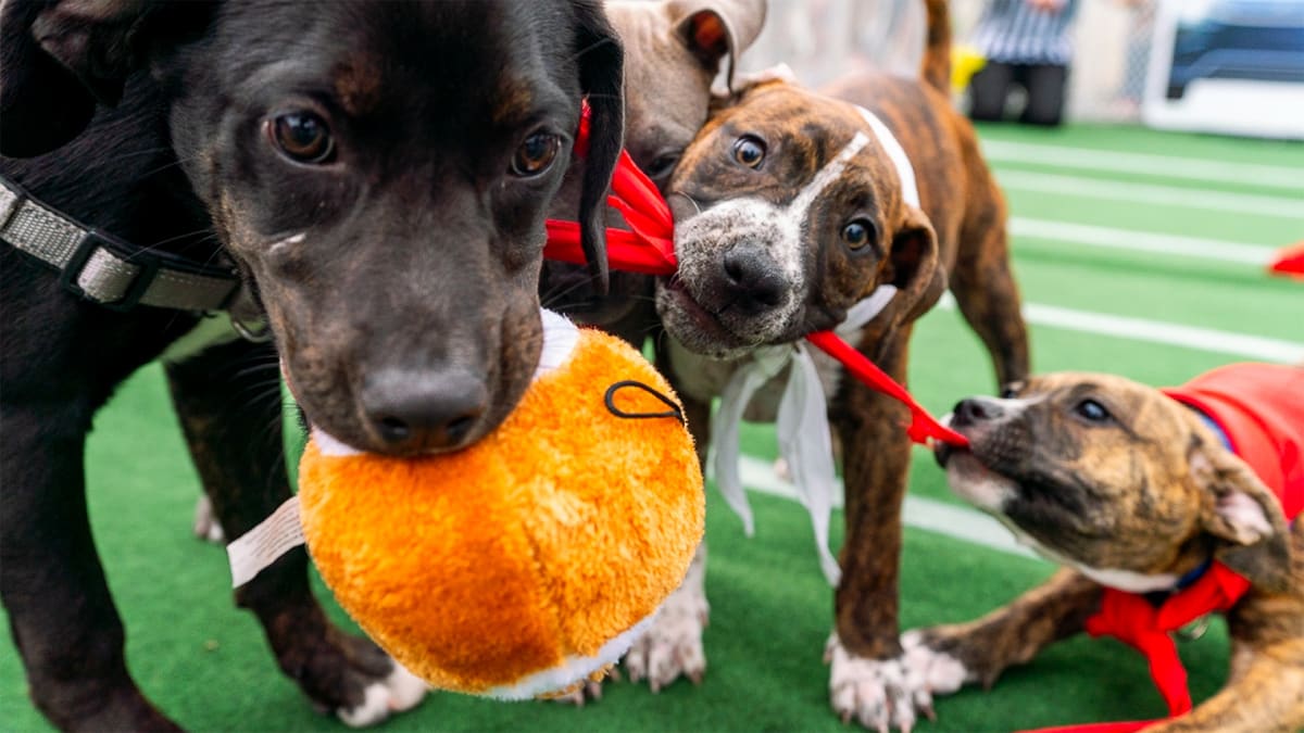 Touchdowns & Tail Wags!