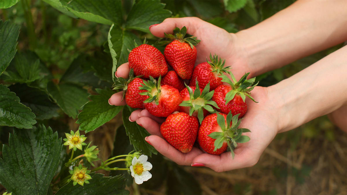 Florida’s Berry Sweet Season is Here!