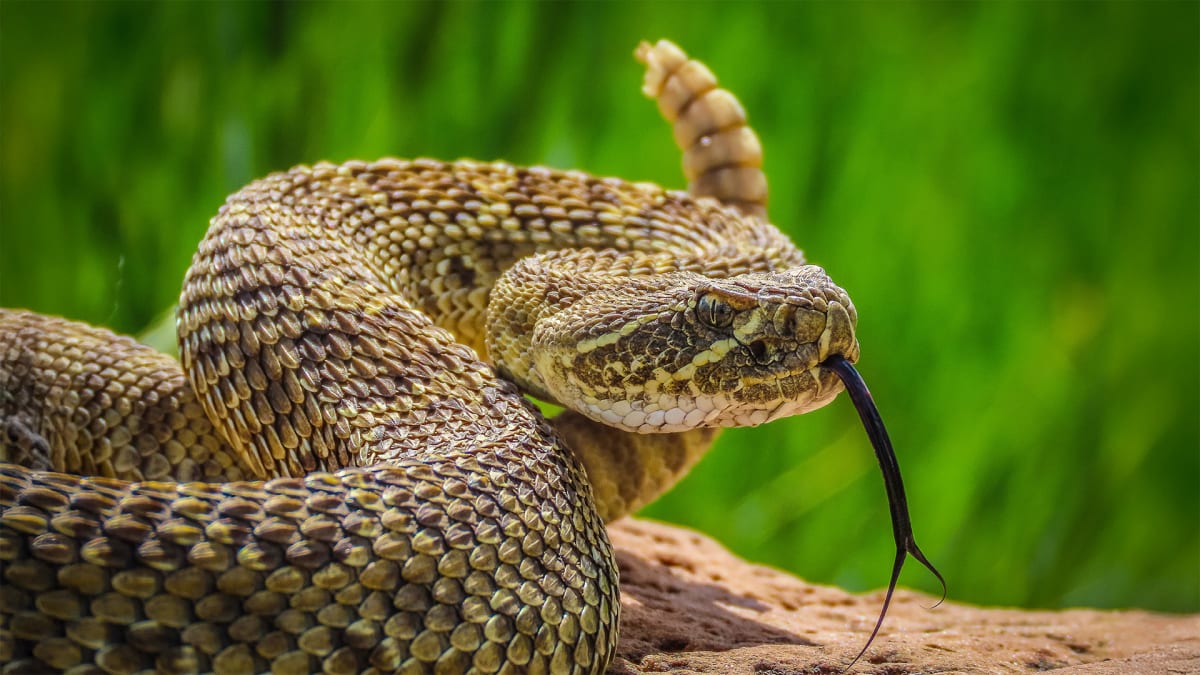 Slither into Spring!