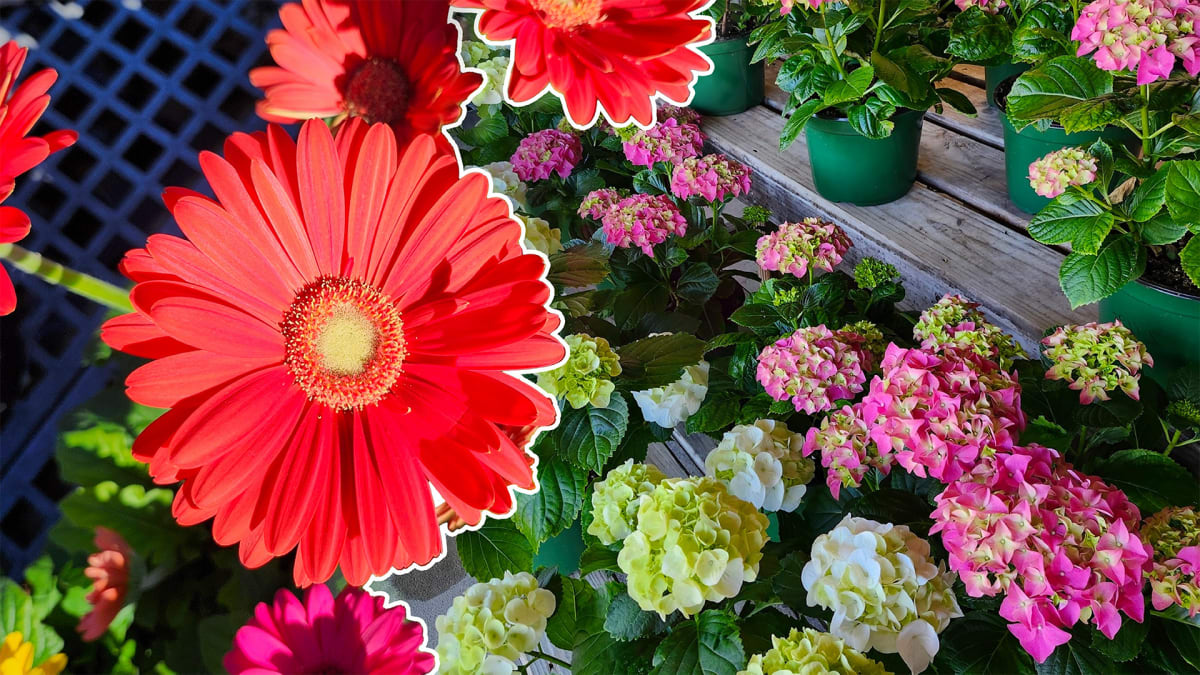 Spring it On! Garden Goals Start Here