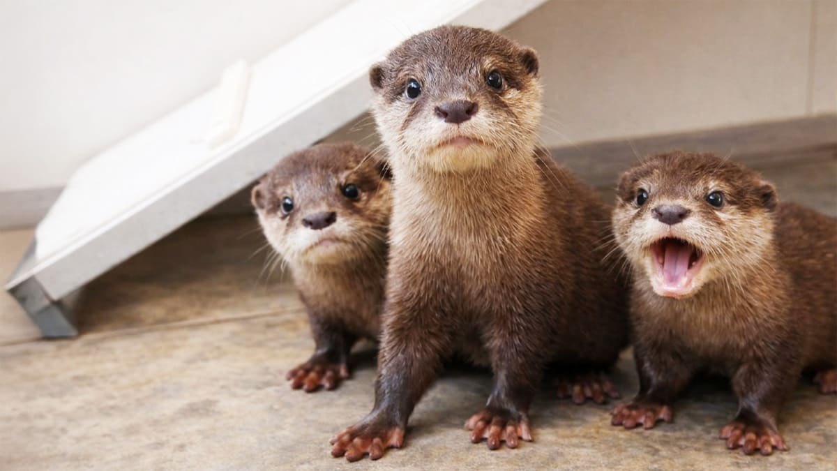 Meet the Trio Stealing Hearts at Fort Fisher!