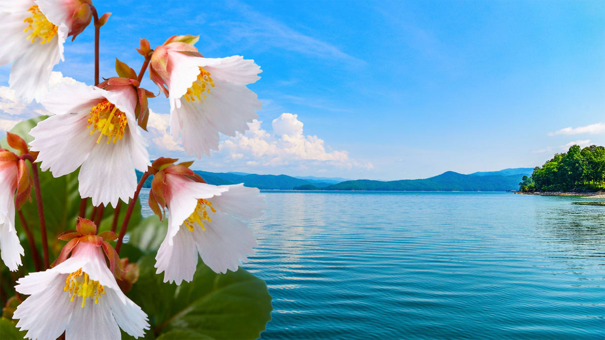 Ring In Wildflower Season!