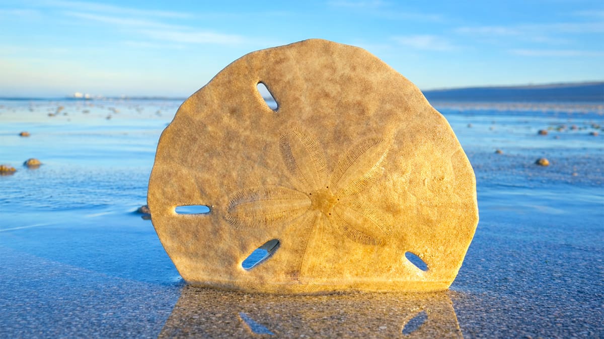 Low Tide, High Rewards