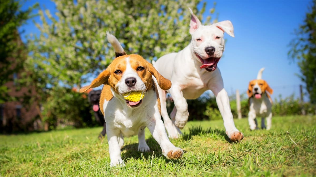 Run, Fetch, Repeat!
