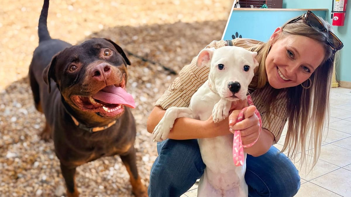 Fetch a New Friend!