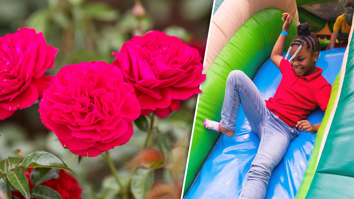 A Whole Lot of Petal Power!