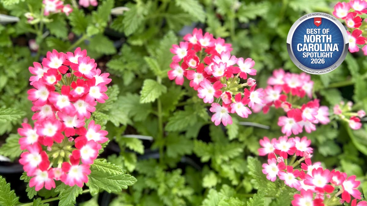 Where Green Thumbs Are Optional