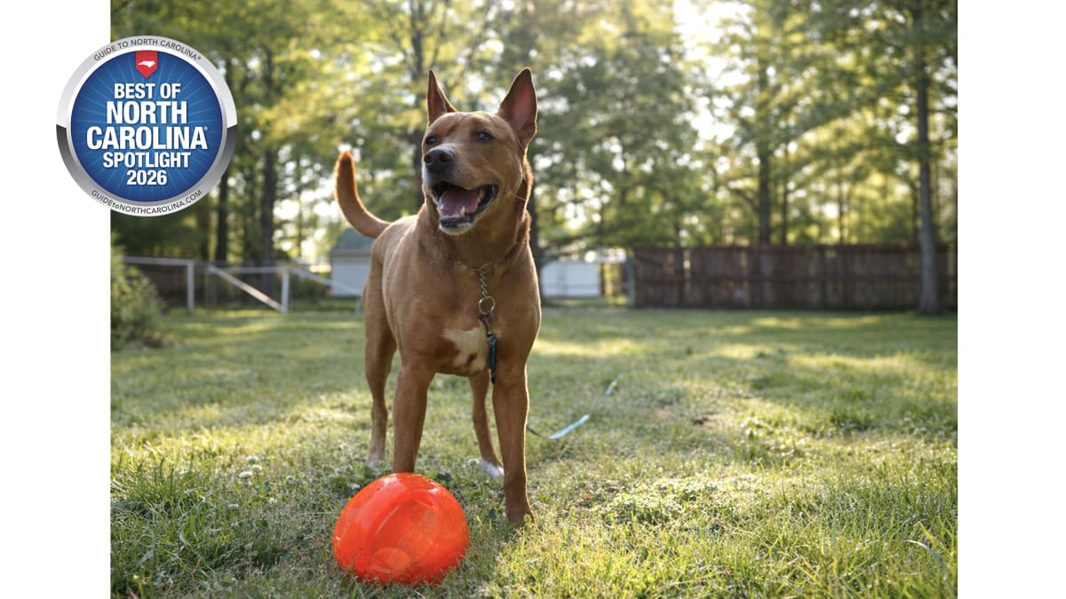 Where Your Dog Checks In and You Actually Relax