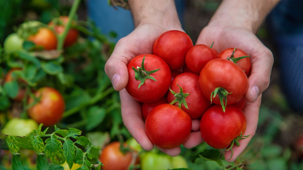 It's Tomato Time!