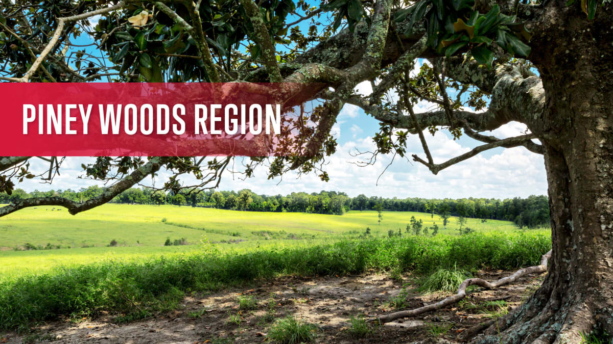 Piney Woods Region