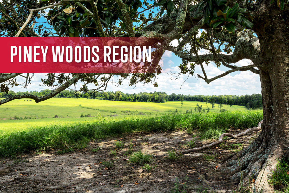 Piney Woods Region