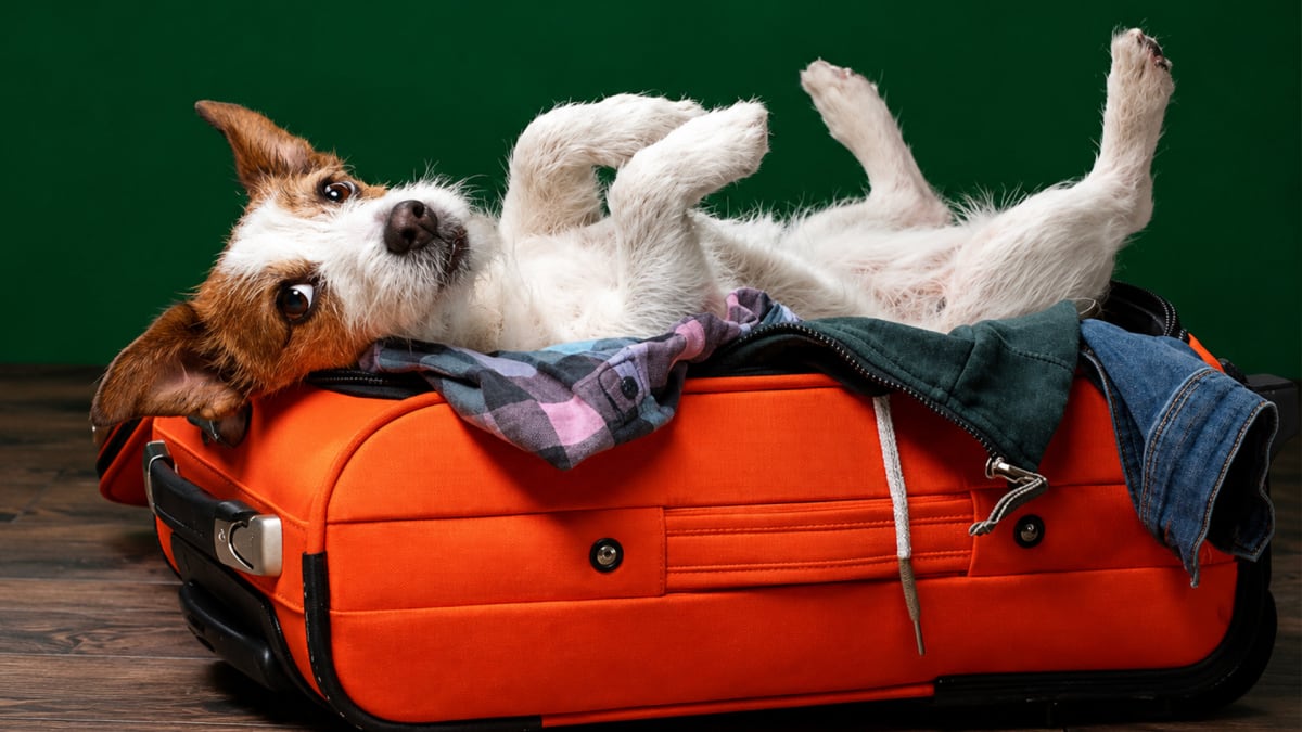 Board the Dog, Then Board the Plane!