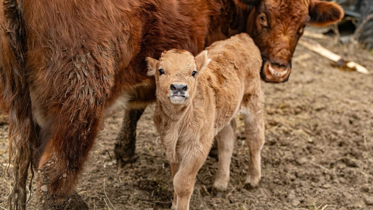 Moo-ve Over, Pests!