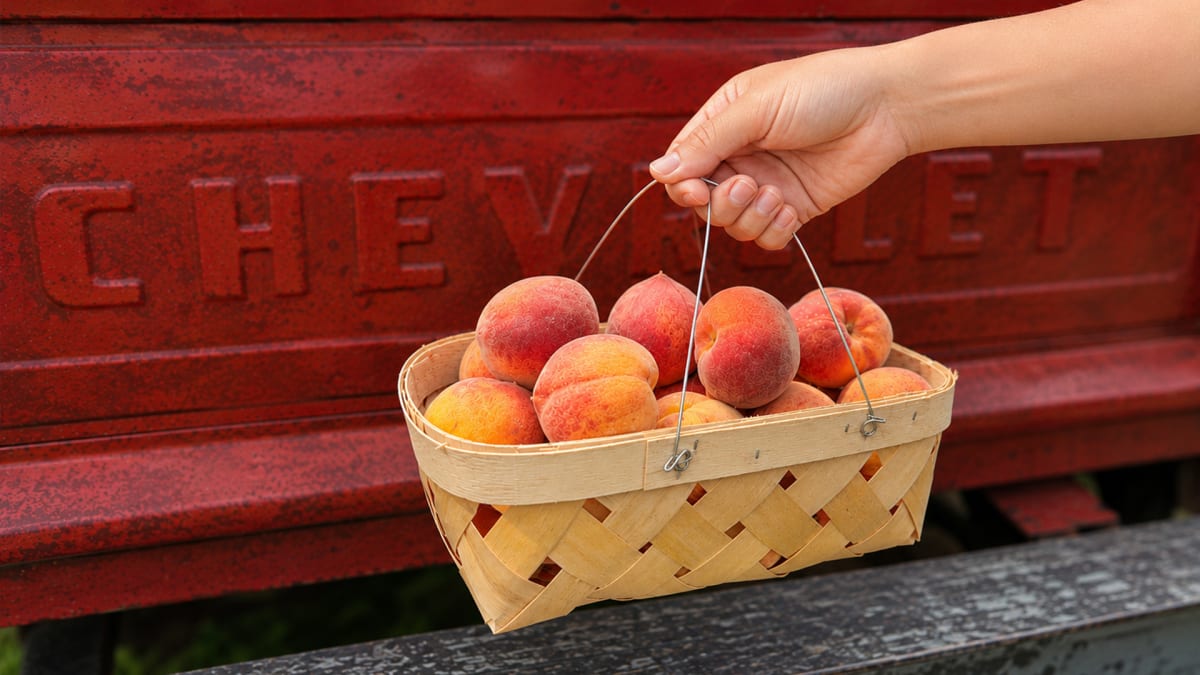Pick Your Own Adventure!