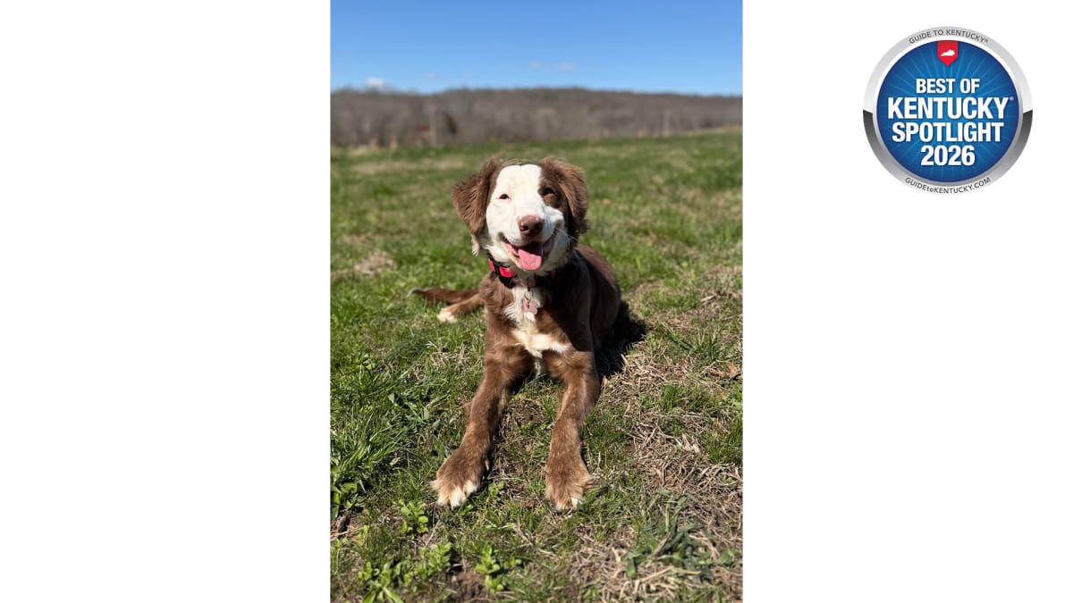 The Training Behind the Tail Wags