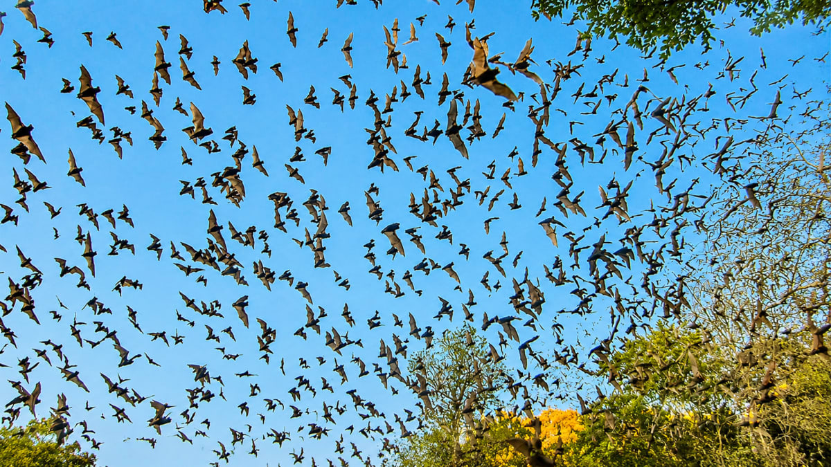 Dinner, Dusk and Three Million Bats!
