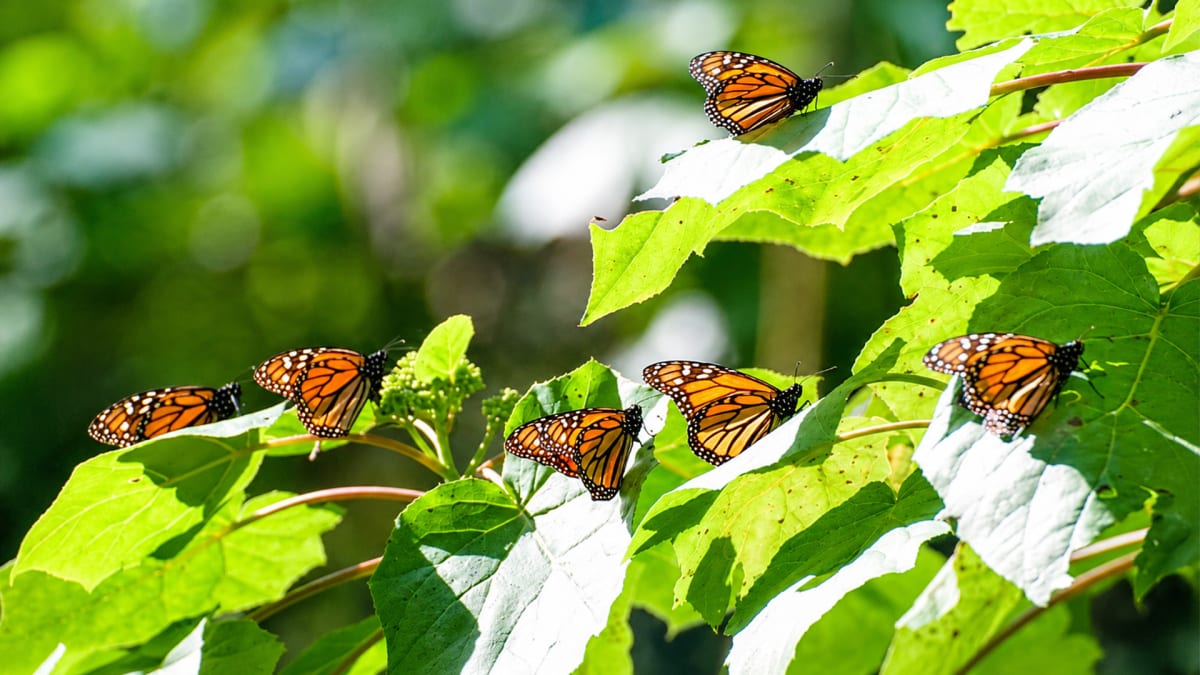 A Flutter Worth Following!
