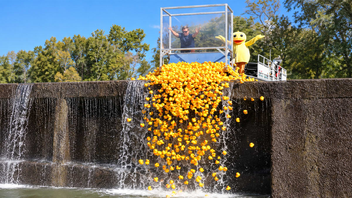 Get Your Ducks in a Row!