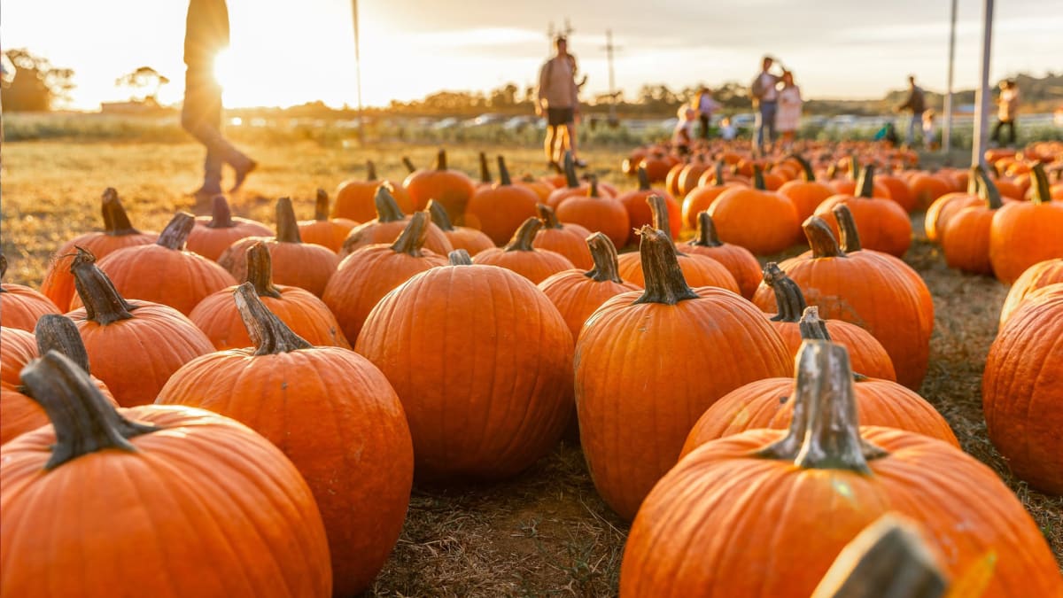 Come for the Pumpkin. Stay for the Farm.