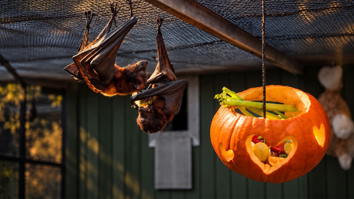 Gainesville’s Gone Batty!