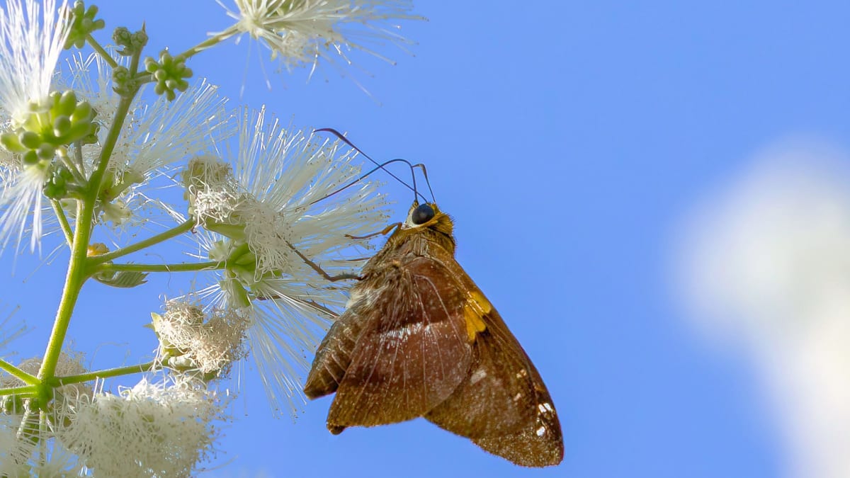 Where Fall Flutters By