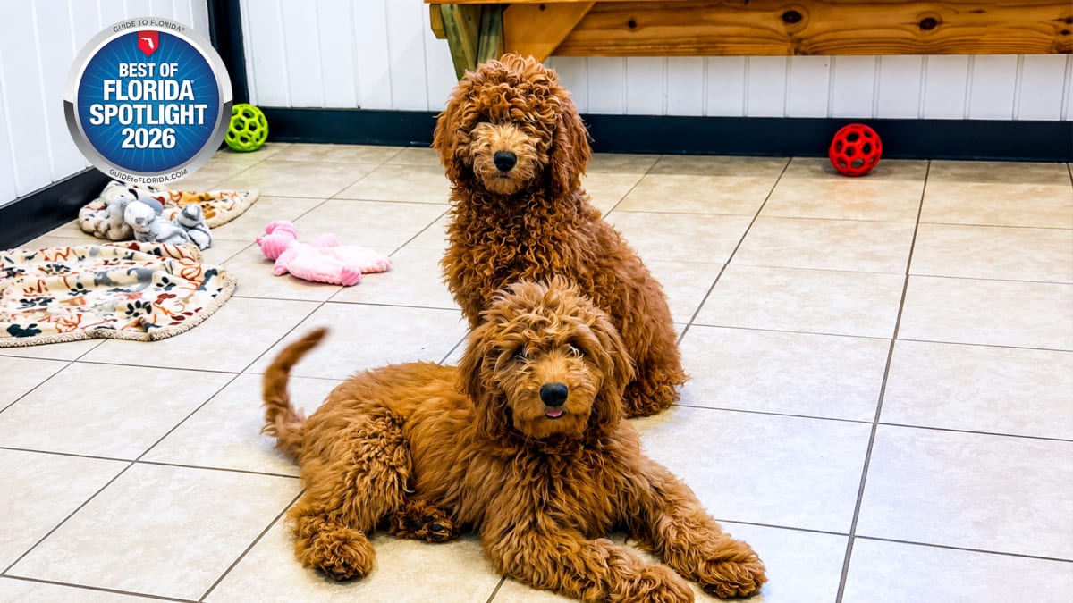 The Dog Everyone Can Agree On