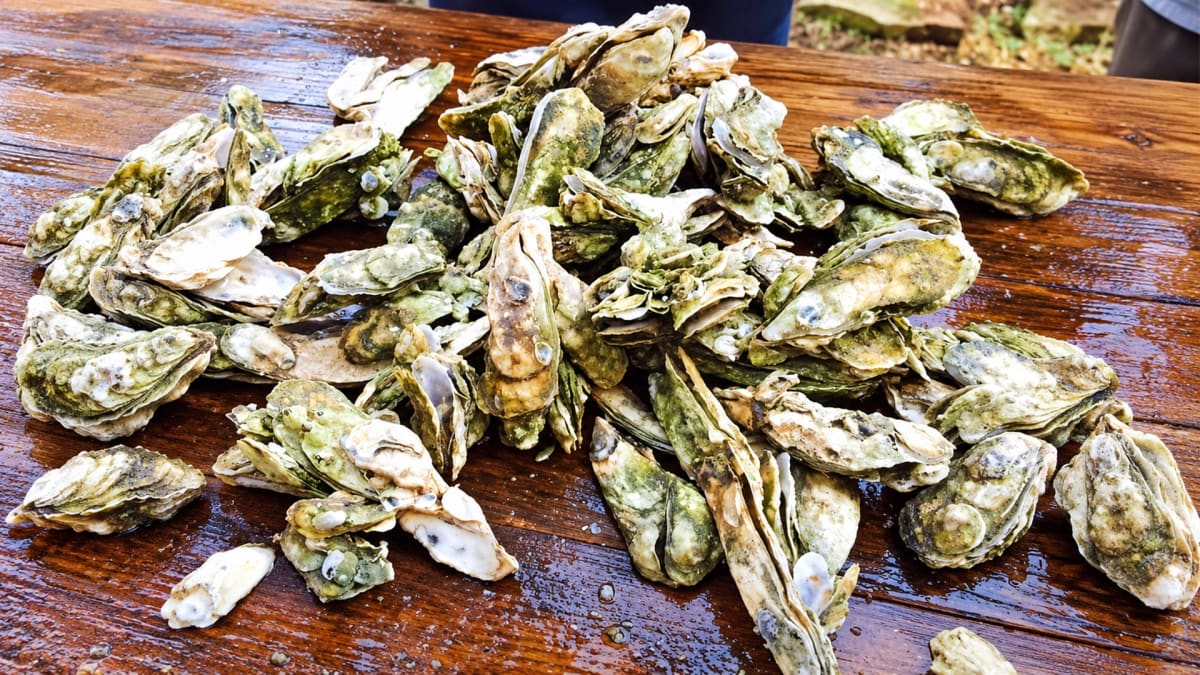 Oyster Weather Has Arrived!