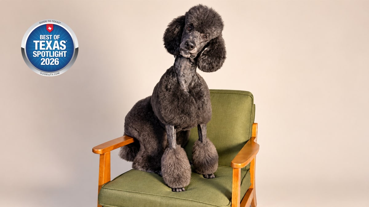 Seabrook's Top Dog Trainer