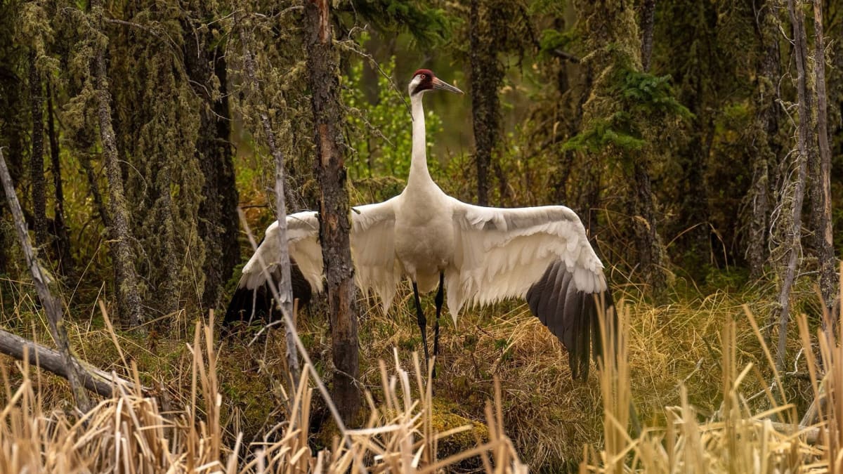 The Tallest Texans Just Flew In!