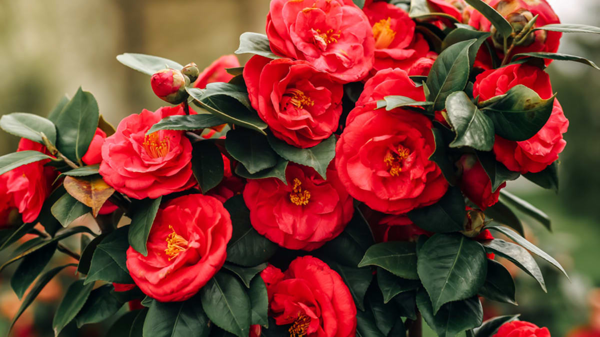 These Flowers Prefer Sweater Weather!