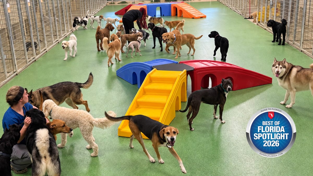 The Suite Life for Good Dogs