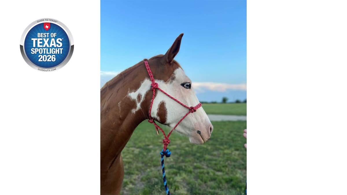 Paint Horses, Lakeside Trails
