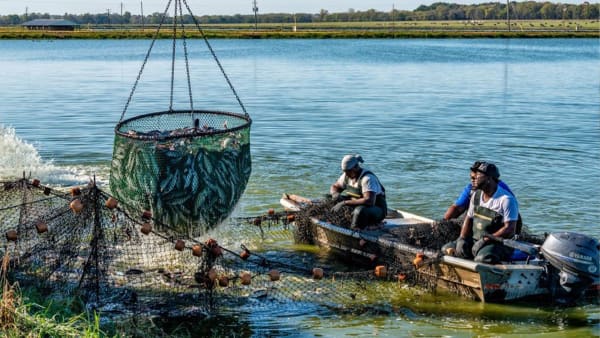 Fields of Opportunity: Modern Farming and Catfish Ponds Powering the Black Belt Economy