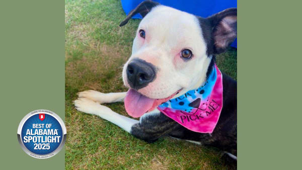 Wagging Tails, Winning Hearts