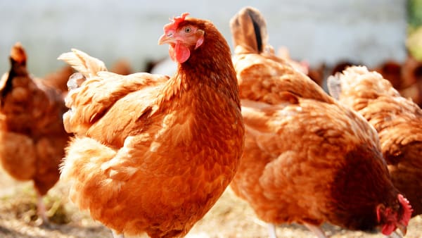 The Power of Poultry