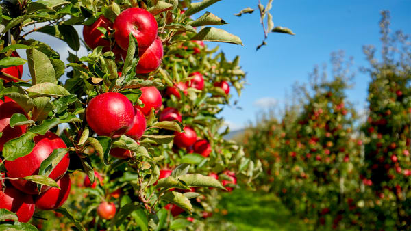 An Apple a Day, Fun All the Way!
