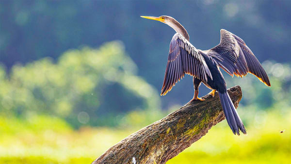 Flock to the Coast!