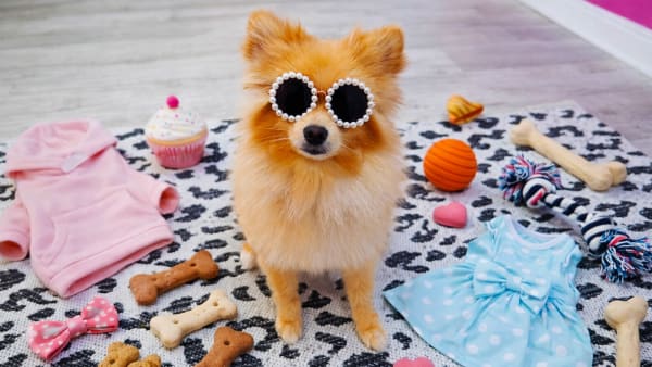 Pamper Your Pet, Alabama Style!