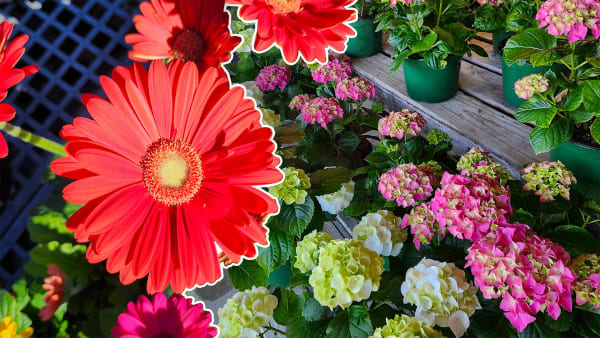 Spring it On! Garden Goals Start Here